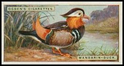 13 Mandarin duck